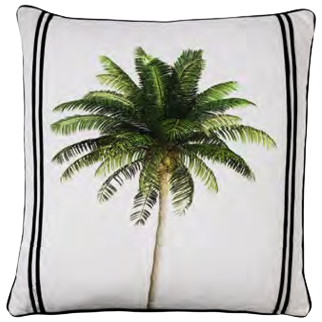 نخلة الباهاما