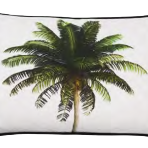 نخلة الباهاما