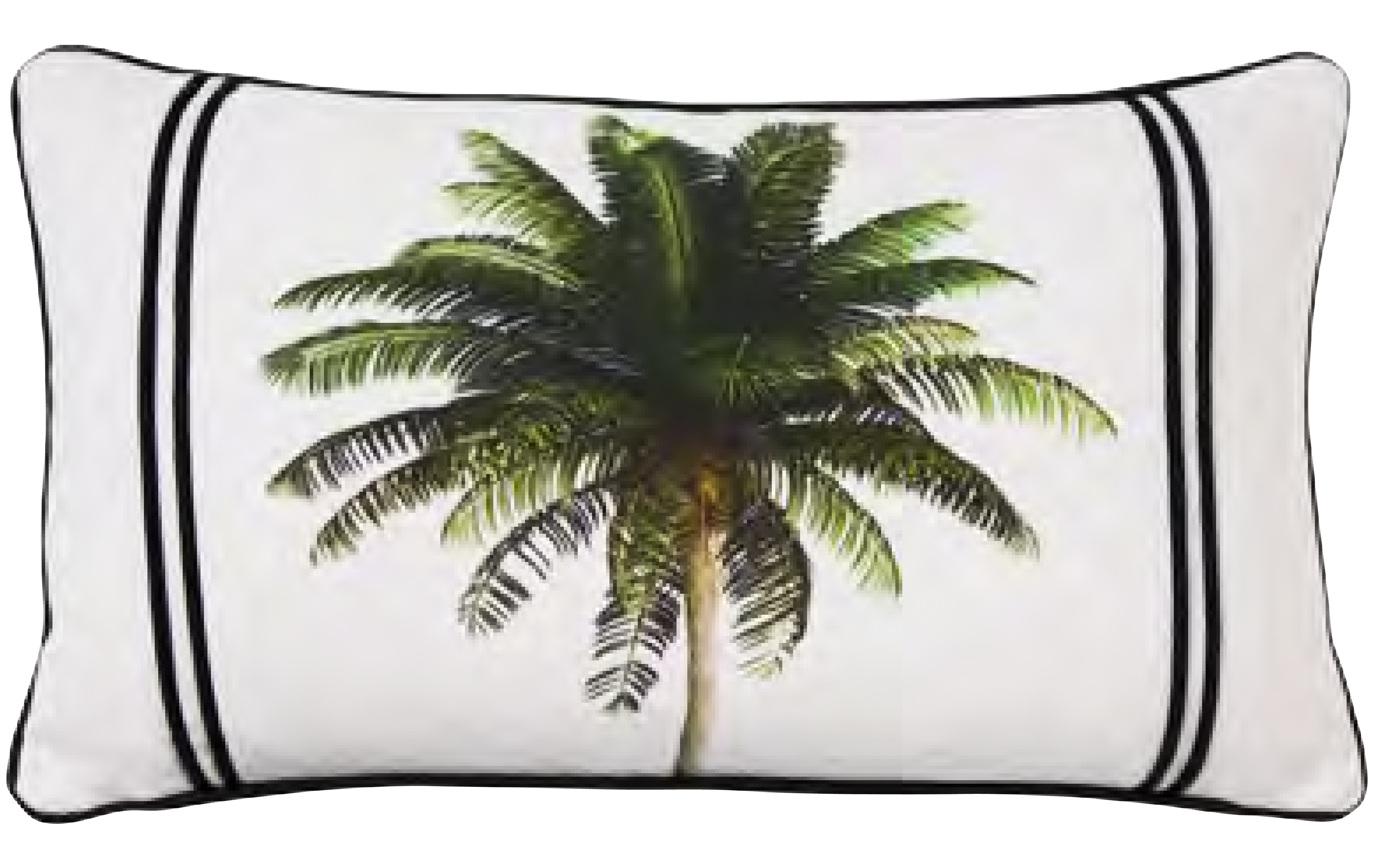 نخلة الباهاما